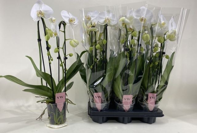 Phalaenopsis Anthura Glasgow 12Ø 50cm 2st