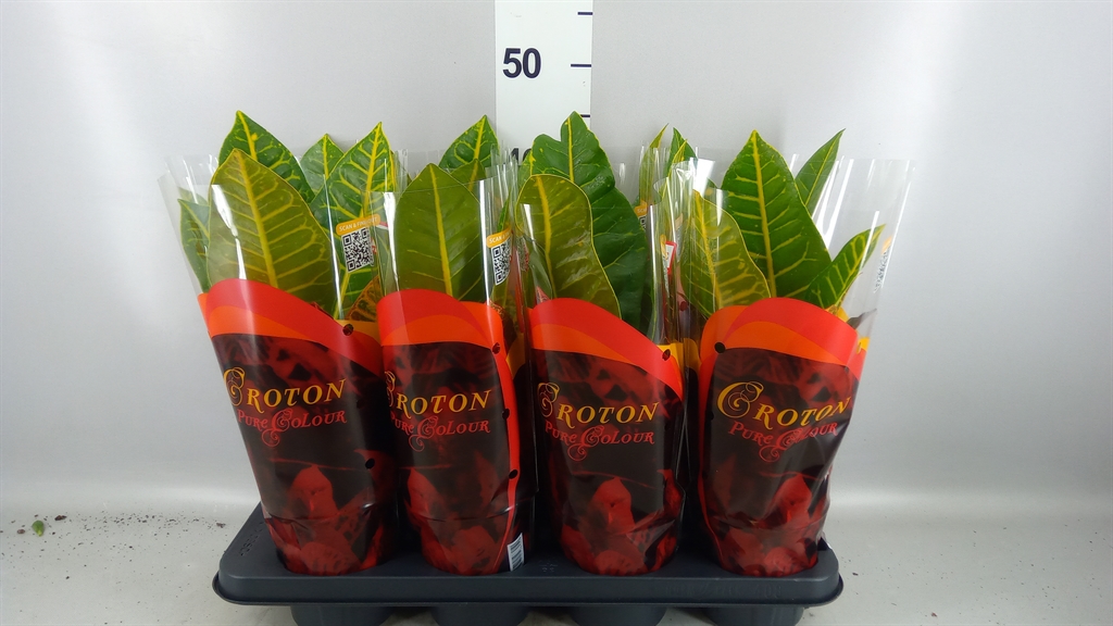 Codiaeum Big Leaf Petra 13Ø 35cm