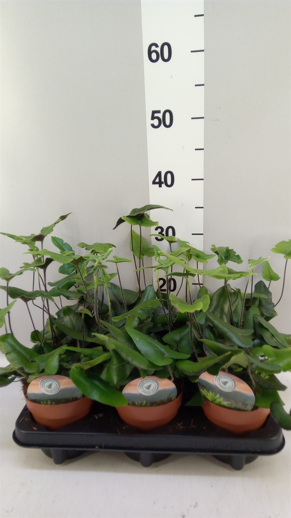 Hemionitis Arifolia 12Ø 25cm