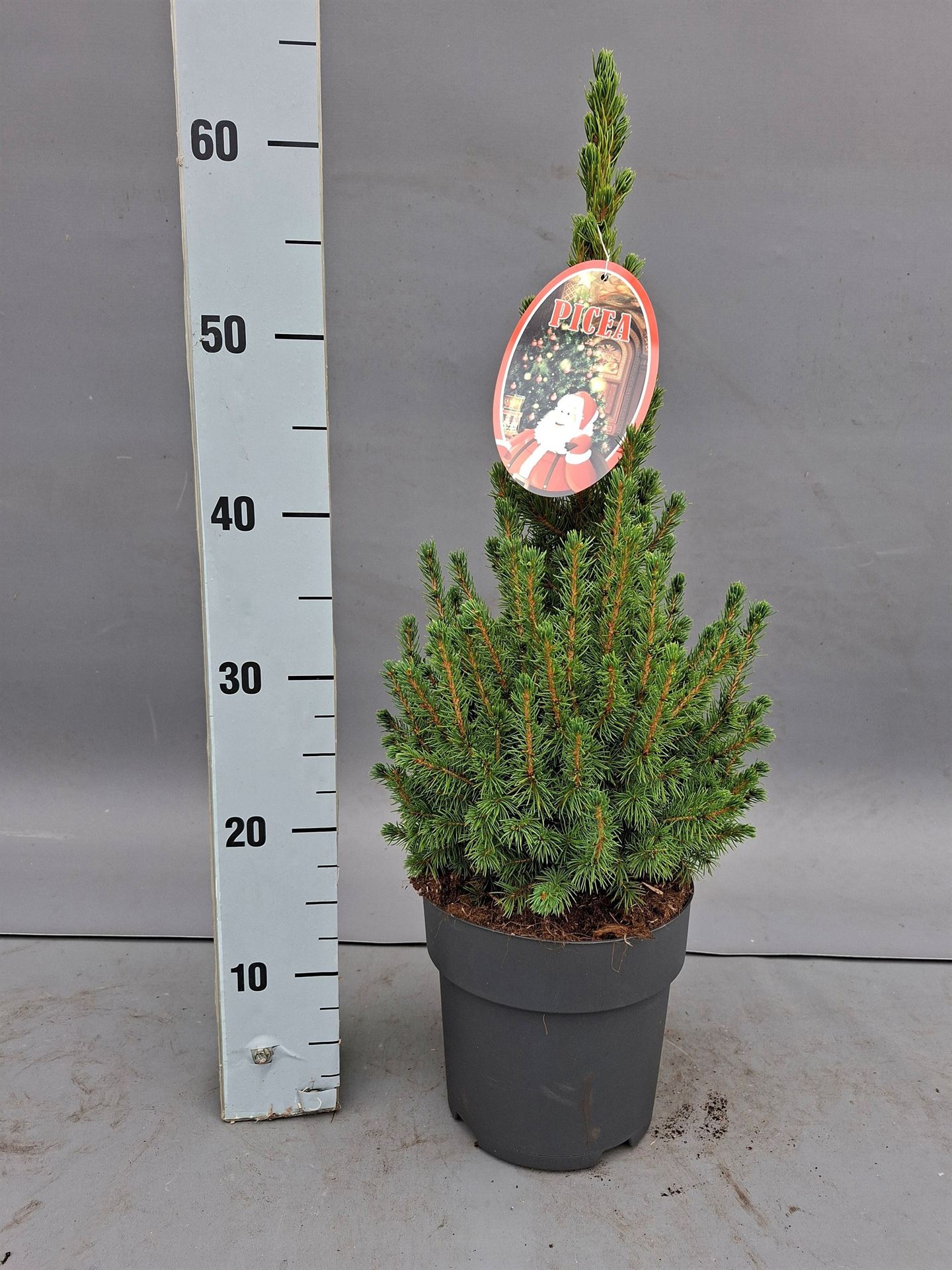Picea Conica 19Ø 65cm