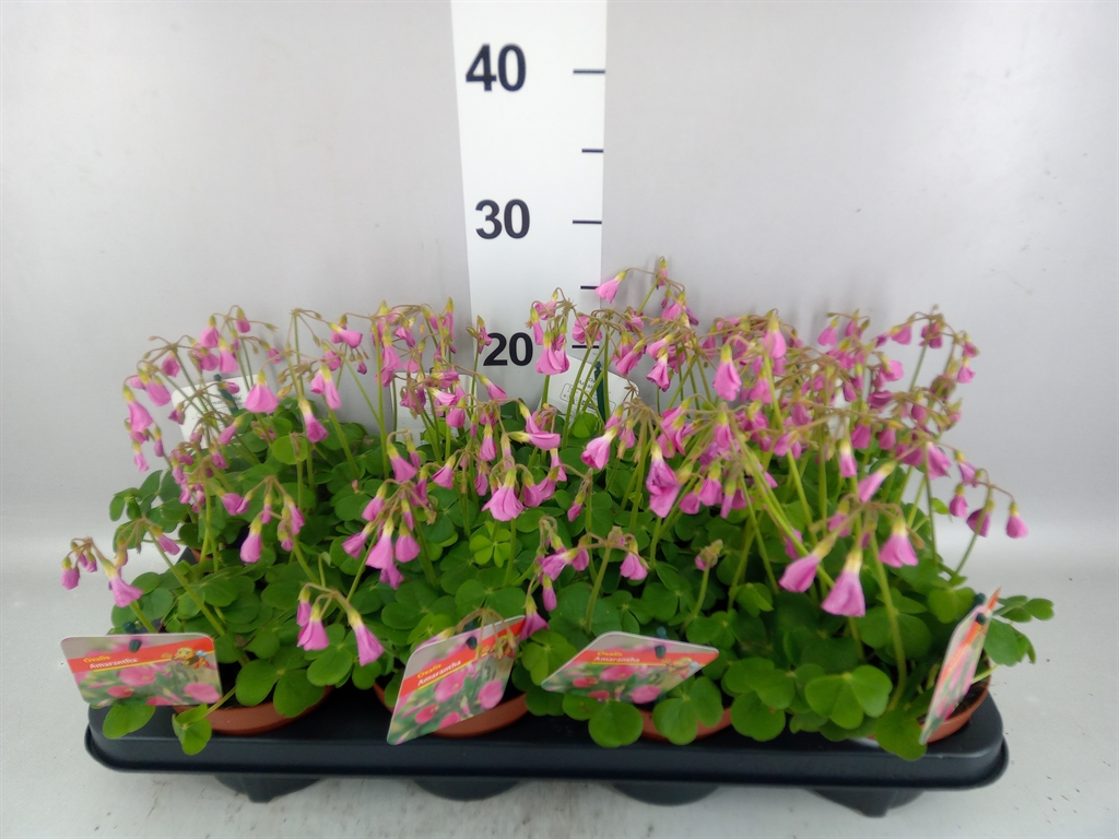 Oxalis Amarantha 13Ø 20cm