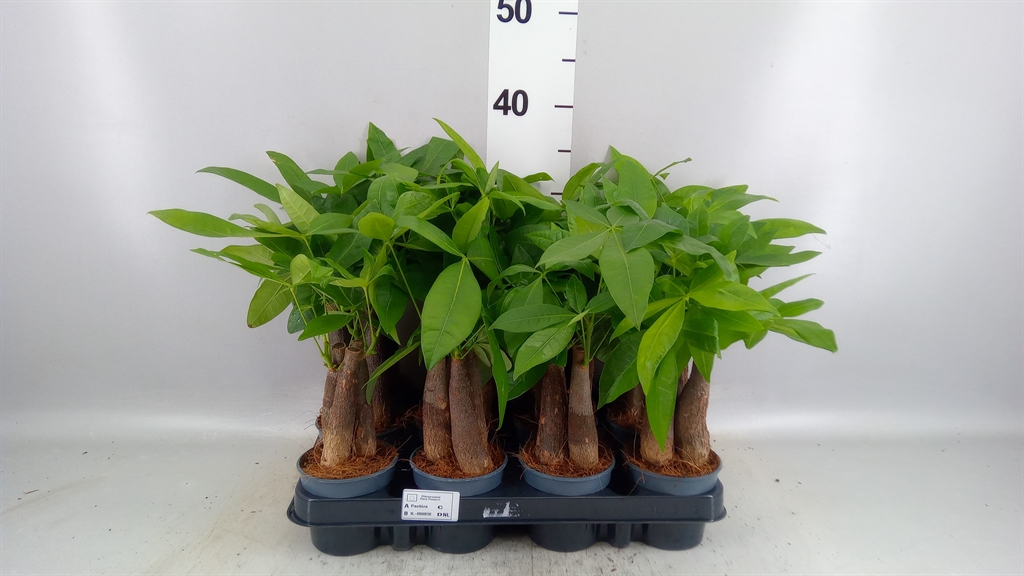 Pachira Aquatica 9Ø 25cm