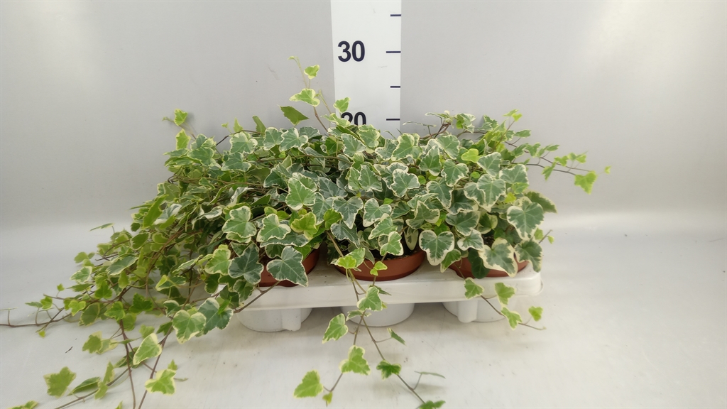 Hedera Helix White Wonder 13Ø 20cm