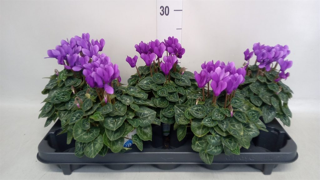 Cyclamen Persicum Ssdblue001 11Ø 20cm