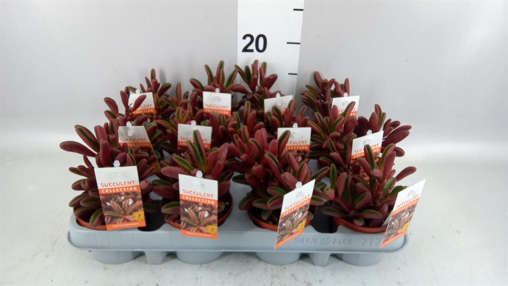 Peperomia Graveolens 8Ø 15cm