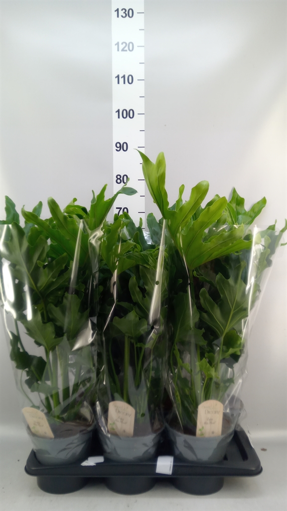 Philodendron Little Hope 17Ø 60cm