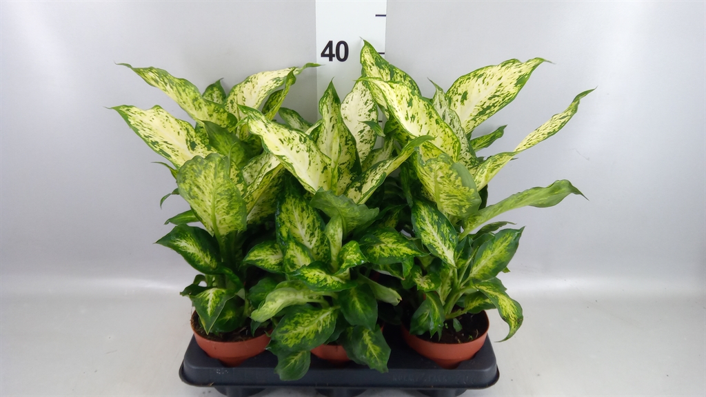 Dieff Amy 12Ø 30cm