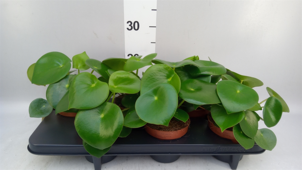 Peperomia Polybotrya Raindrop 12Ø 20cm