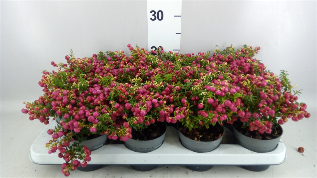 Gaultheria Red Berry 10Ø 20cm