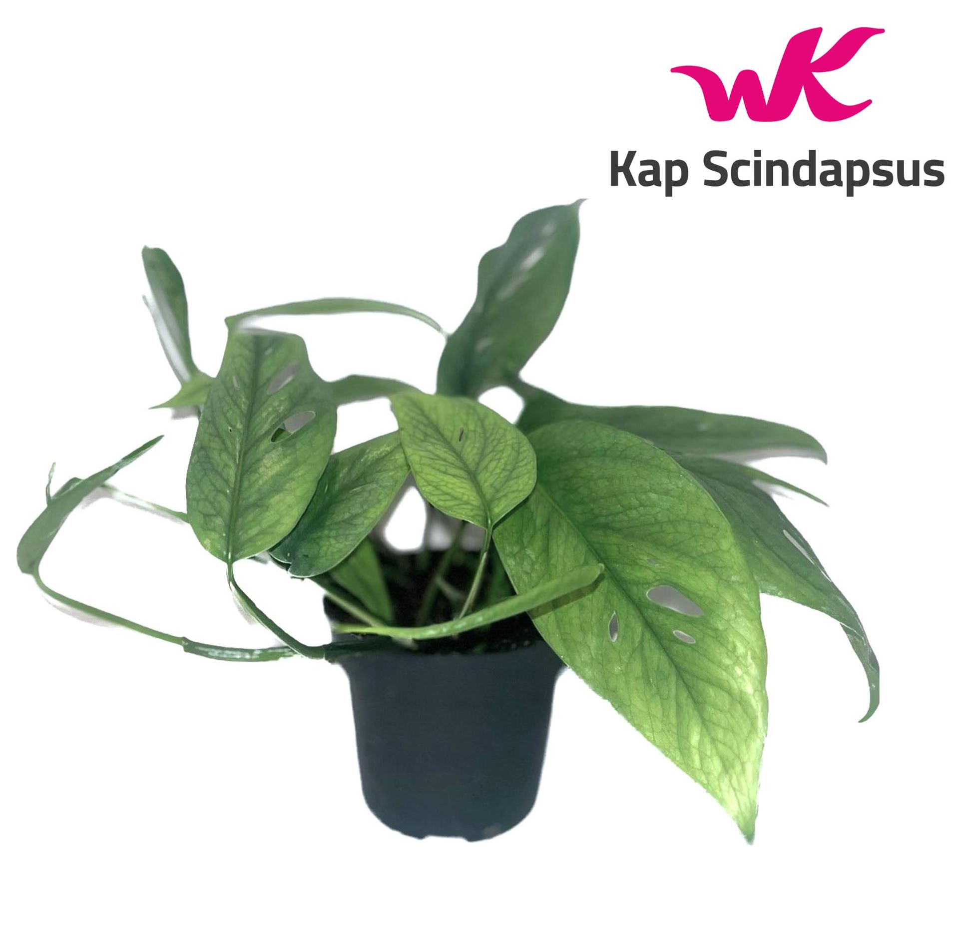 Epipremnum Cebu Blue 12Ø 20cm