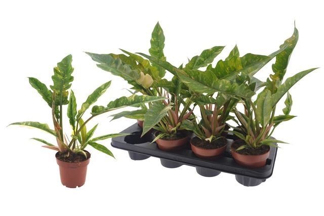 Philodendron Ring Of Fire 12Ø 35cm
