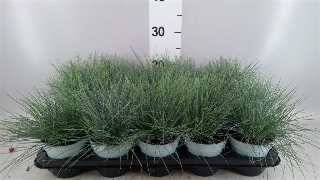 Festuca Compacta Blue 10Ø 25cm