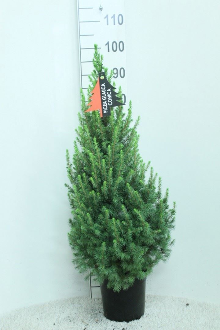 Picea Conica 21Ø 100cm