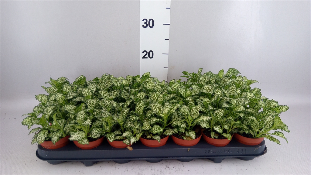 Fittonia Mosaic White Tiger 8Ø 12cm