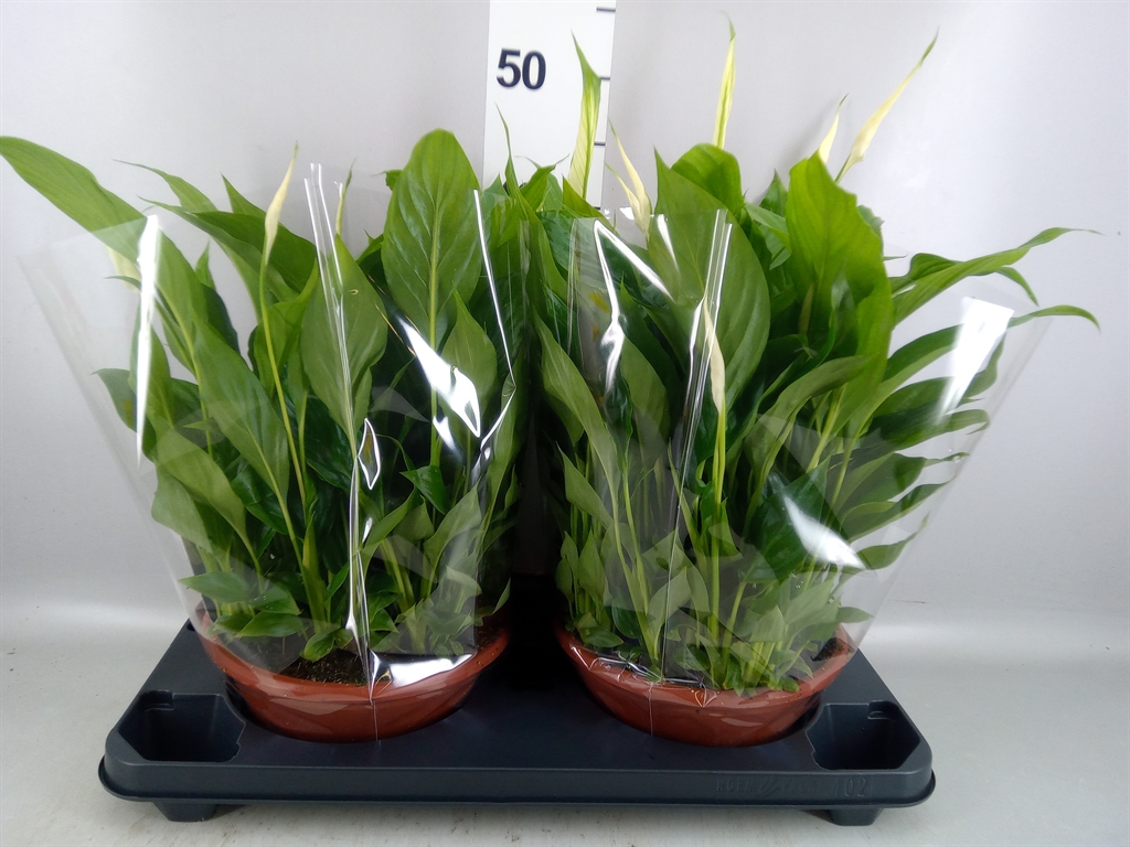 Spathiphyllum Bellini 23Ø 40cm