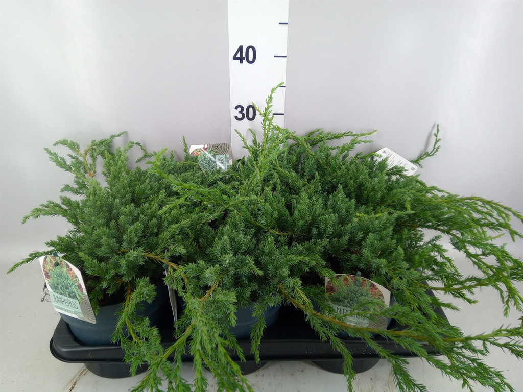 Juniperus Blue Carpet 17Ø 30cm