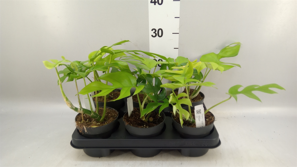 Monstera Little Sist 12Ø 20cm