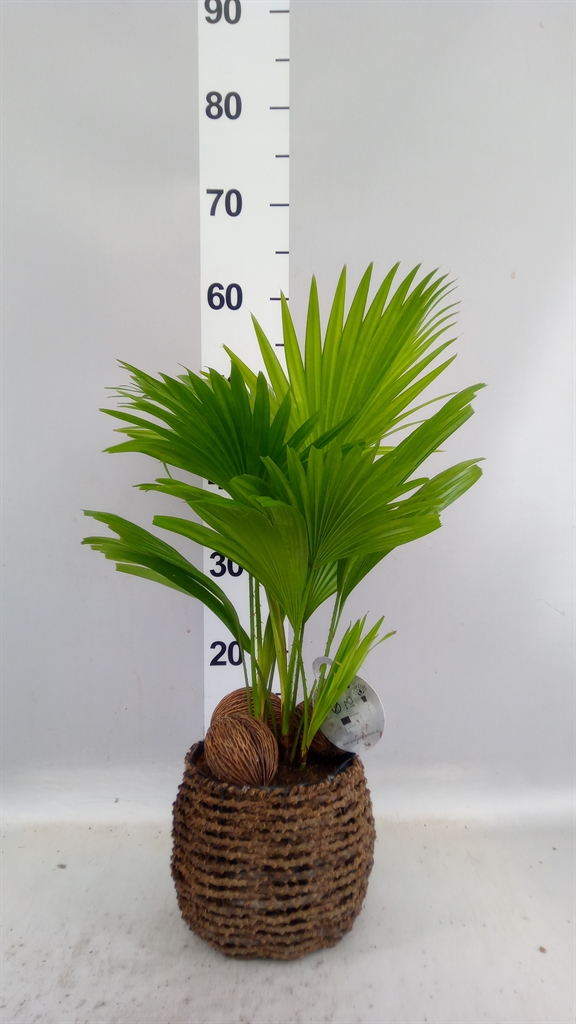 Livistona Rotundifolia 19Ø 50cm