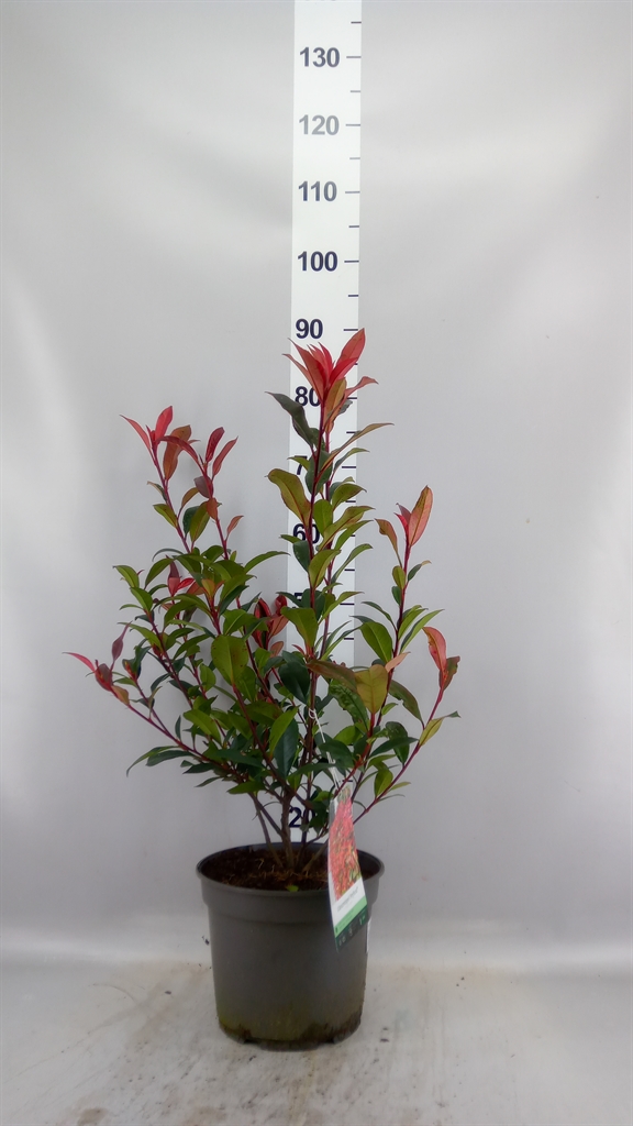 Phot Fraseri 23Ø 80cm