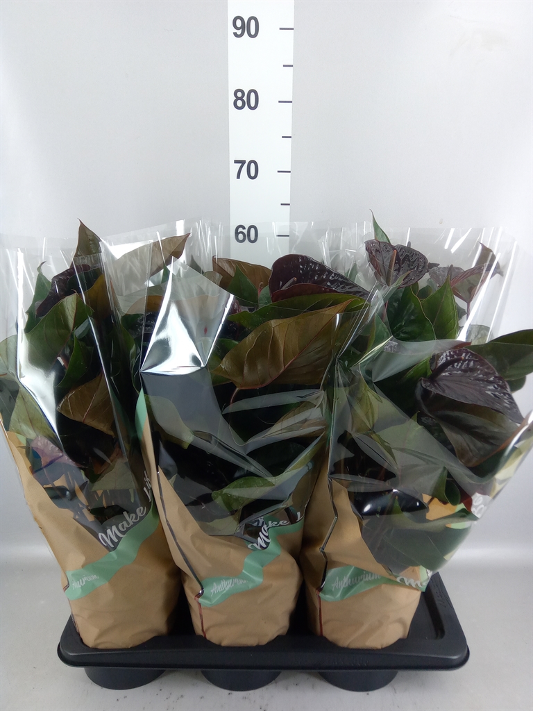 Anthurium Beauty Black 17Ø 50cm
