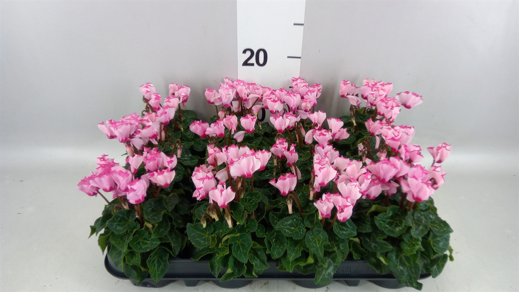 Cyclamen Super Serie Verano 7Ø 15cm