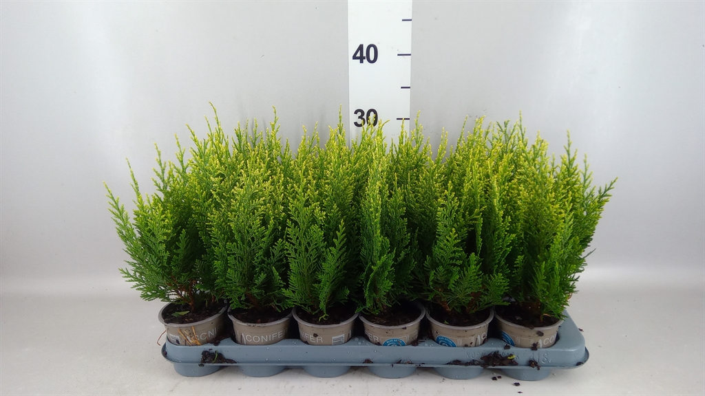 Chamaecyparis White Spot 9Ø 20cm