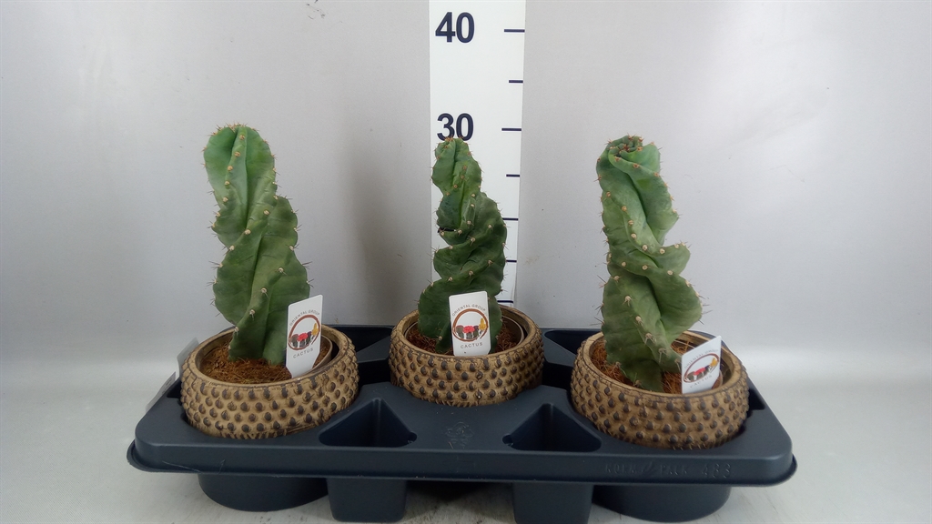 Cereus 16Ø