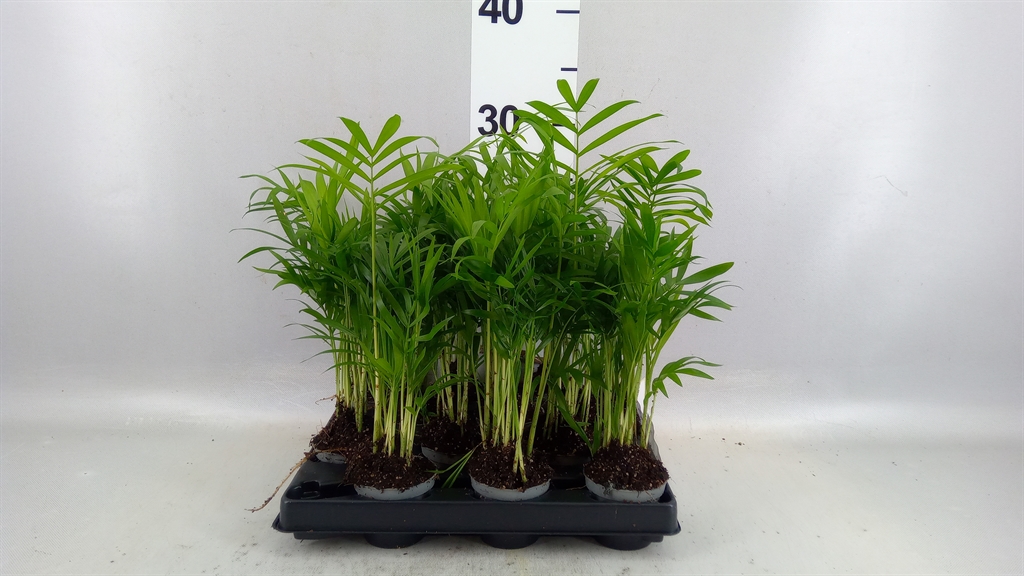Chamaedorea Elegans 6Ø 20cm