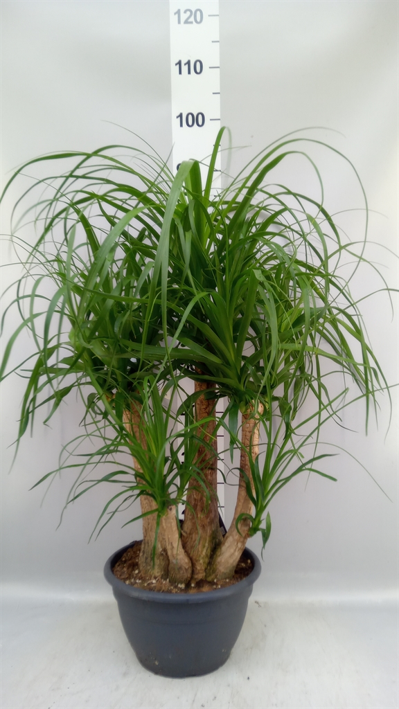 Beaucarnea Recurvata 26Ø 80cm