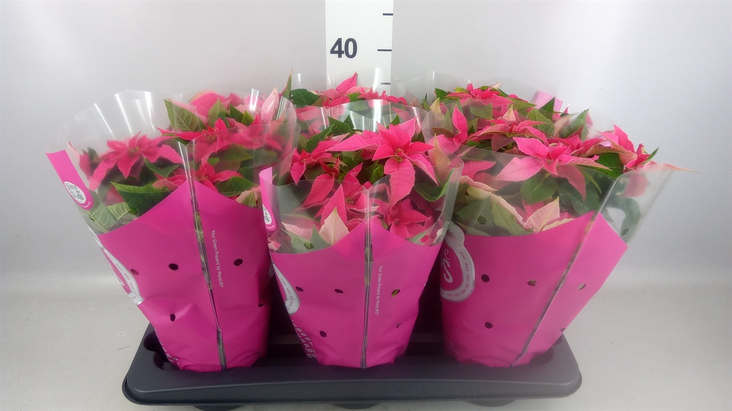Euphor P Pri Ho Pink 14Ø 35cm