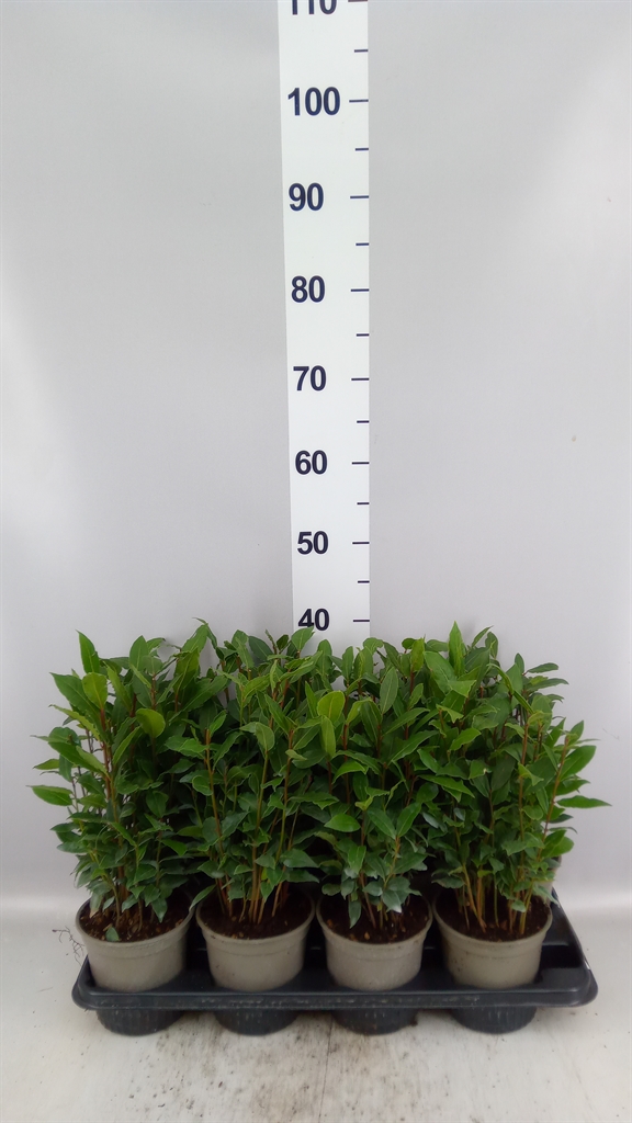 Laurus Nobilis 14Ø 42cm