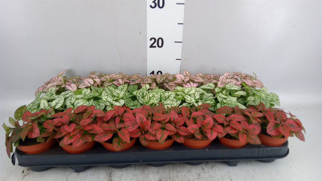 Hyp Ph Gemengd 508Ø 10cm
