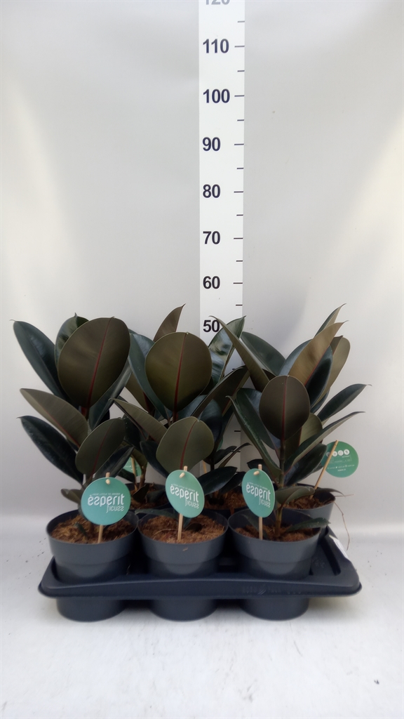 Ficus Abidjan 17Ø 55cm