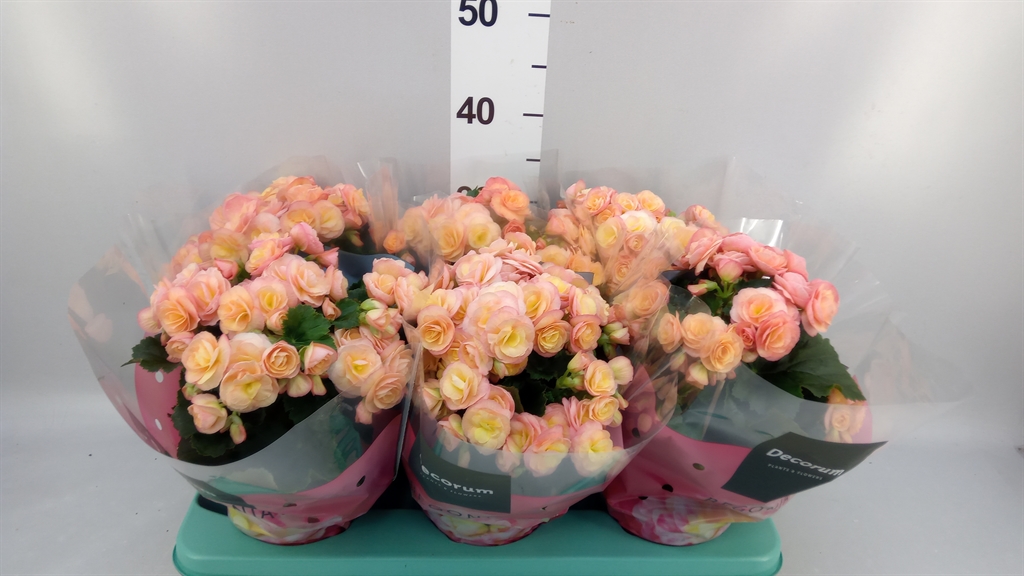 Begonia Double Hailey Sunset 14Ø 32cm