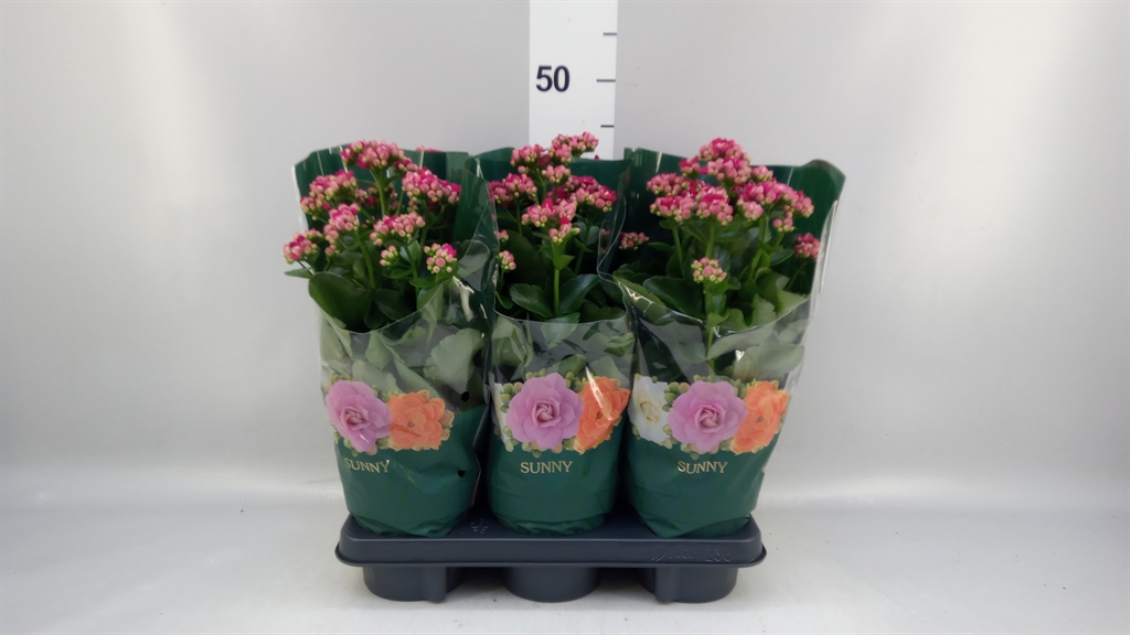 Kalan Overig 14Ø 40cm
