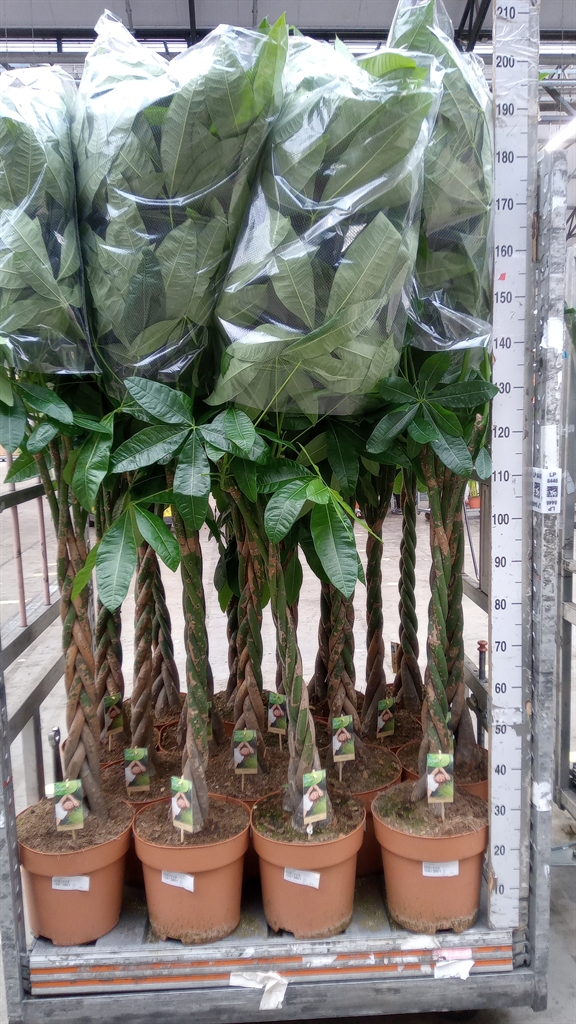 Pachira Aquatica 30Ø 150cm
