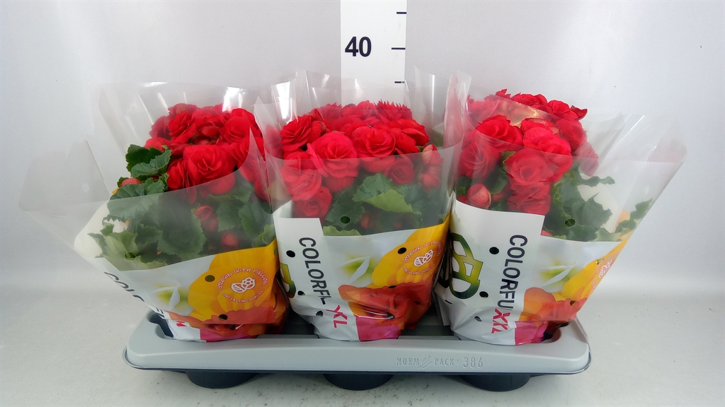 Begonia Double Halo 14Ø 35cm