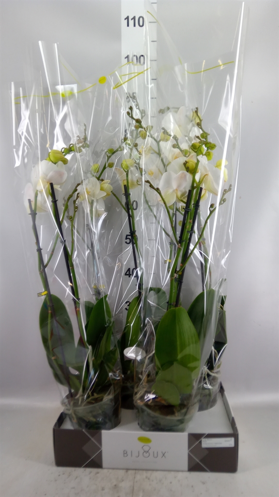 Phalaenopsis White 2 Stem 15Ø 80cm