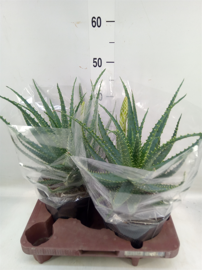 Aloe Arborescens 19Ø 40cm