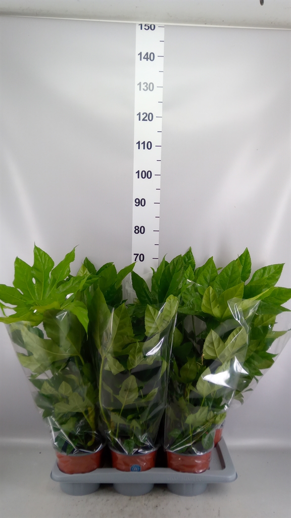 Fatsia Overig 17Ø 65cm