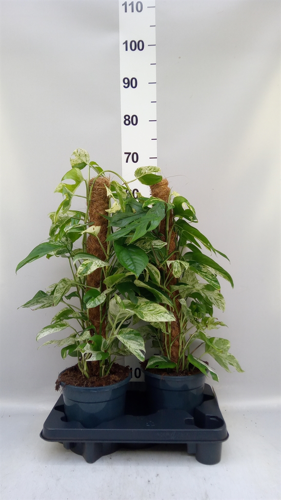 Epipr Marble Variega 17Ø 60cm