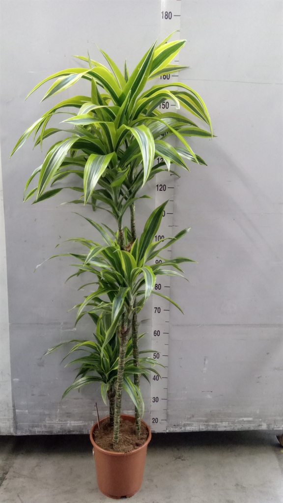 Dracaena Lemon Lime 24Ø 160cm
