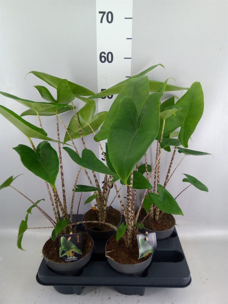 Alocasia Zebrina 14Ø 60cm