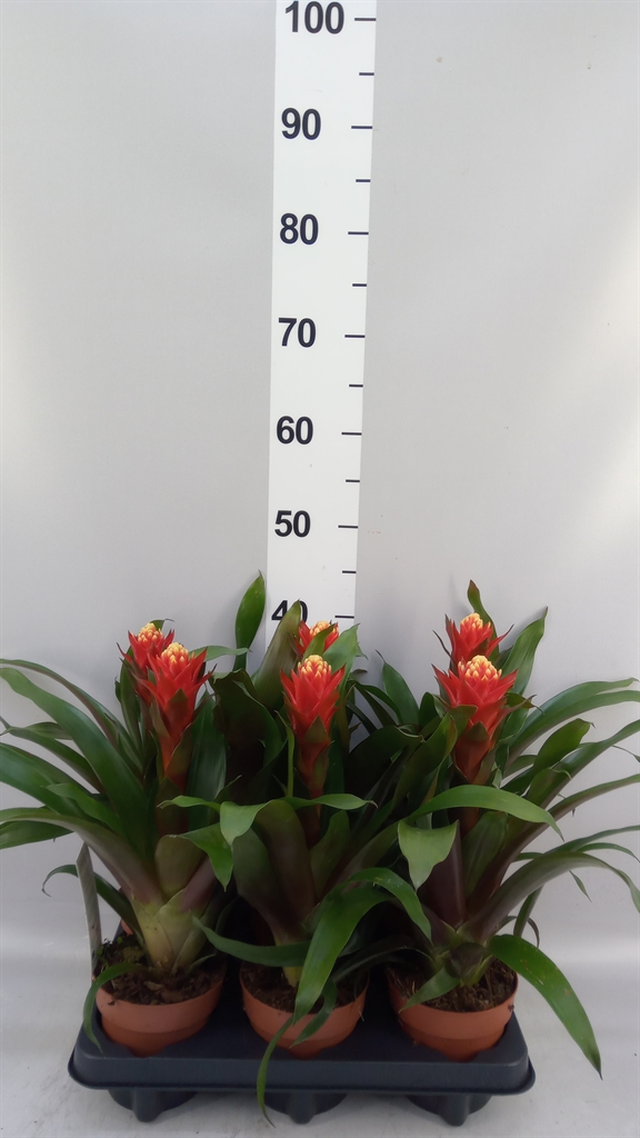 Guzmania Happyness 12Ø 45cm