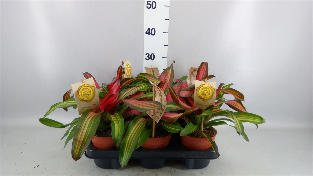 Neoregelia Fancy 12Ø 20cm