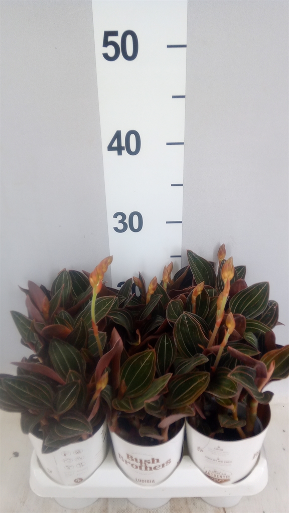LlUDISIA Discolor