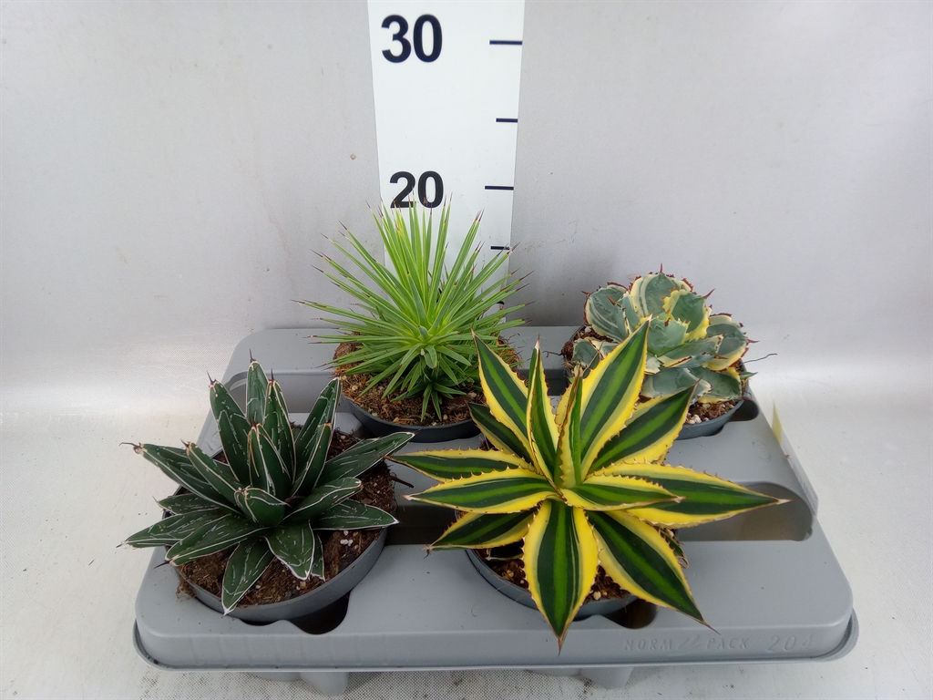 Agave Overig 13Ø 27cm