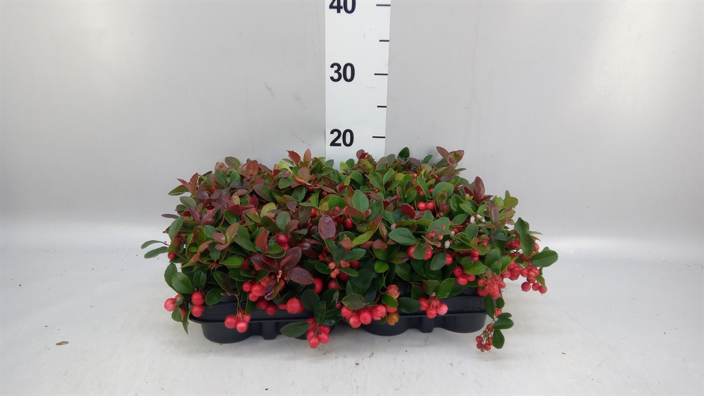 Gaulth Procumb 9Ø 15cm