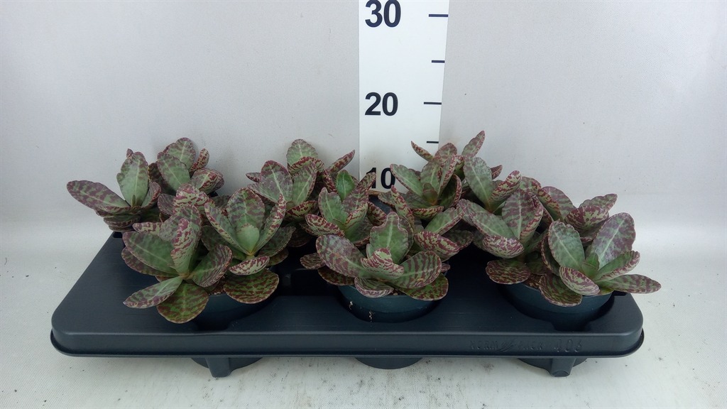 Kalanchoe Surprising Desert 12Ø 30cm