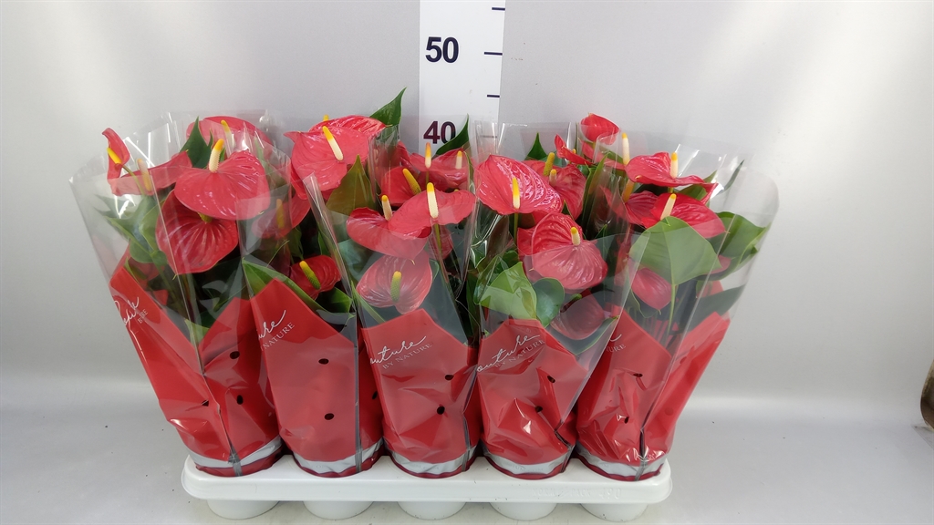 Anthurium Esudo 12Ø 40cm